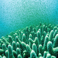 Coral Sporulation, Abstract Wall Art Print | Ultramarine Blue & Grass Green Fine Art — grid