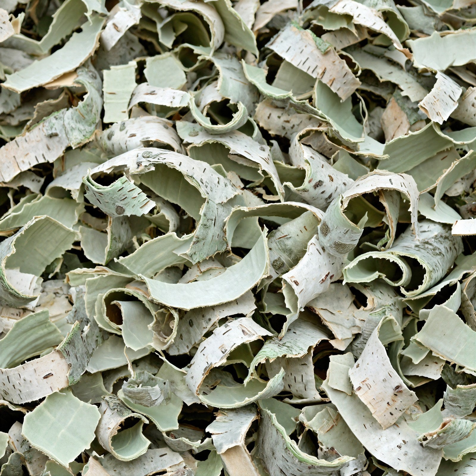 Birch Bark Wall Art Print | Pale Celadon & Sage Texture | Minimalist Nature Decor — grid
