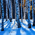 Winter Birch Forest Art Print | White Trunks Blue Shadow Snow | Nature Wall Art — grid